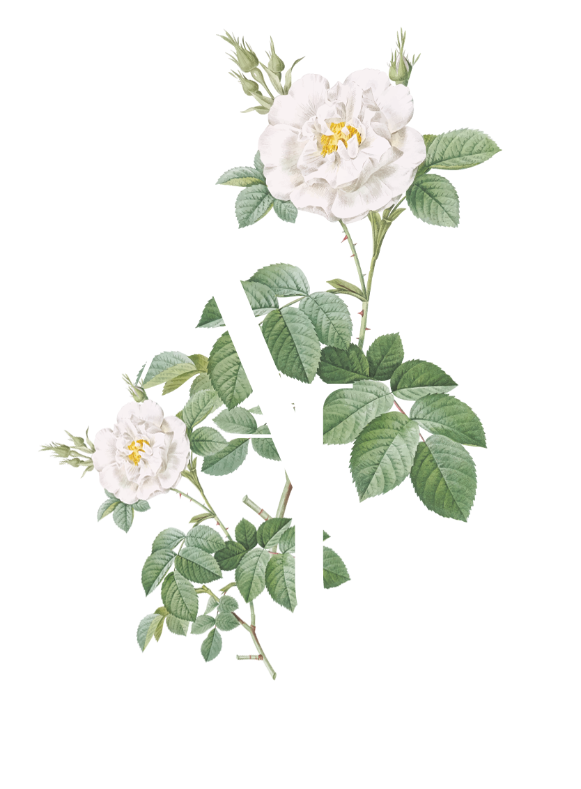 ANNAUCENG2