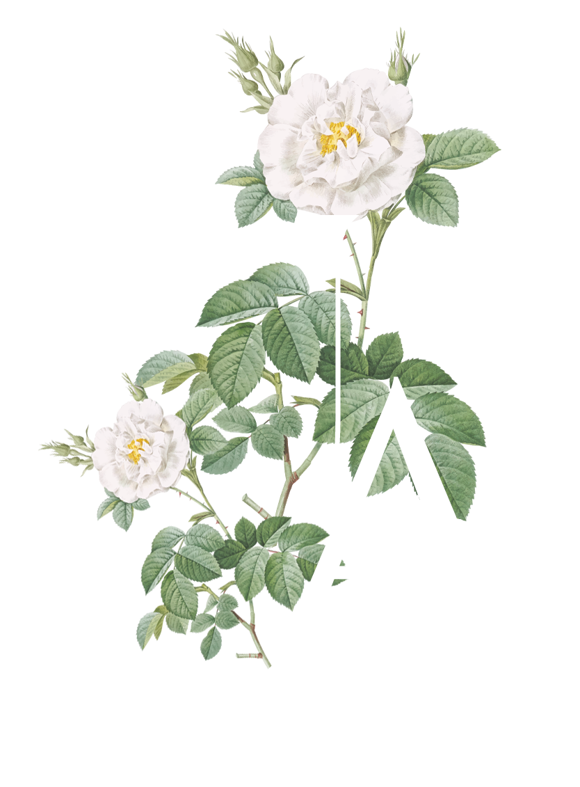 ANNAUCENG3